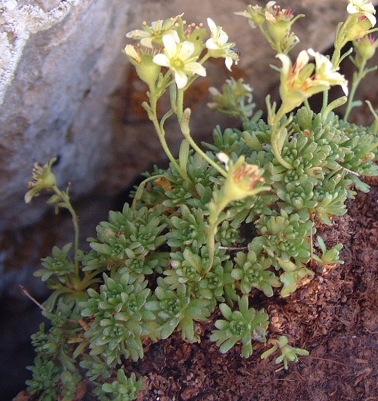 Saxifraga exarata subsp. ampullacea /  Sassifraga del Gran Sasso